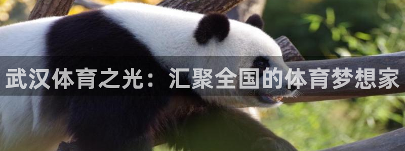 JJB竞技宝官方正版app集团：武汉体育之光：汇聚全