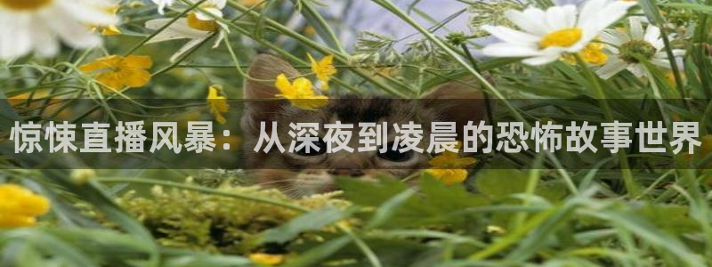 qy千亿球友体育：惊悚直播风暴：从深夜到凌晨的恐怖故事世界